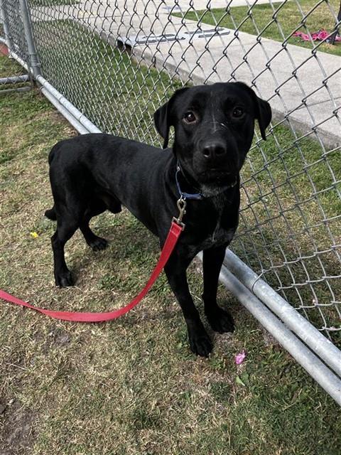 Enlarge HOUDINI, a Adoptable Labrador Retriever in Corpus Christi, TX image 1/1