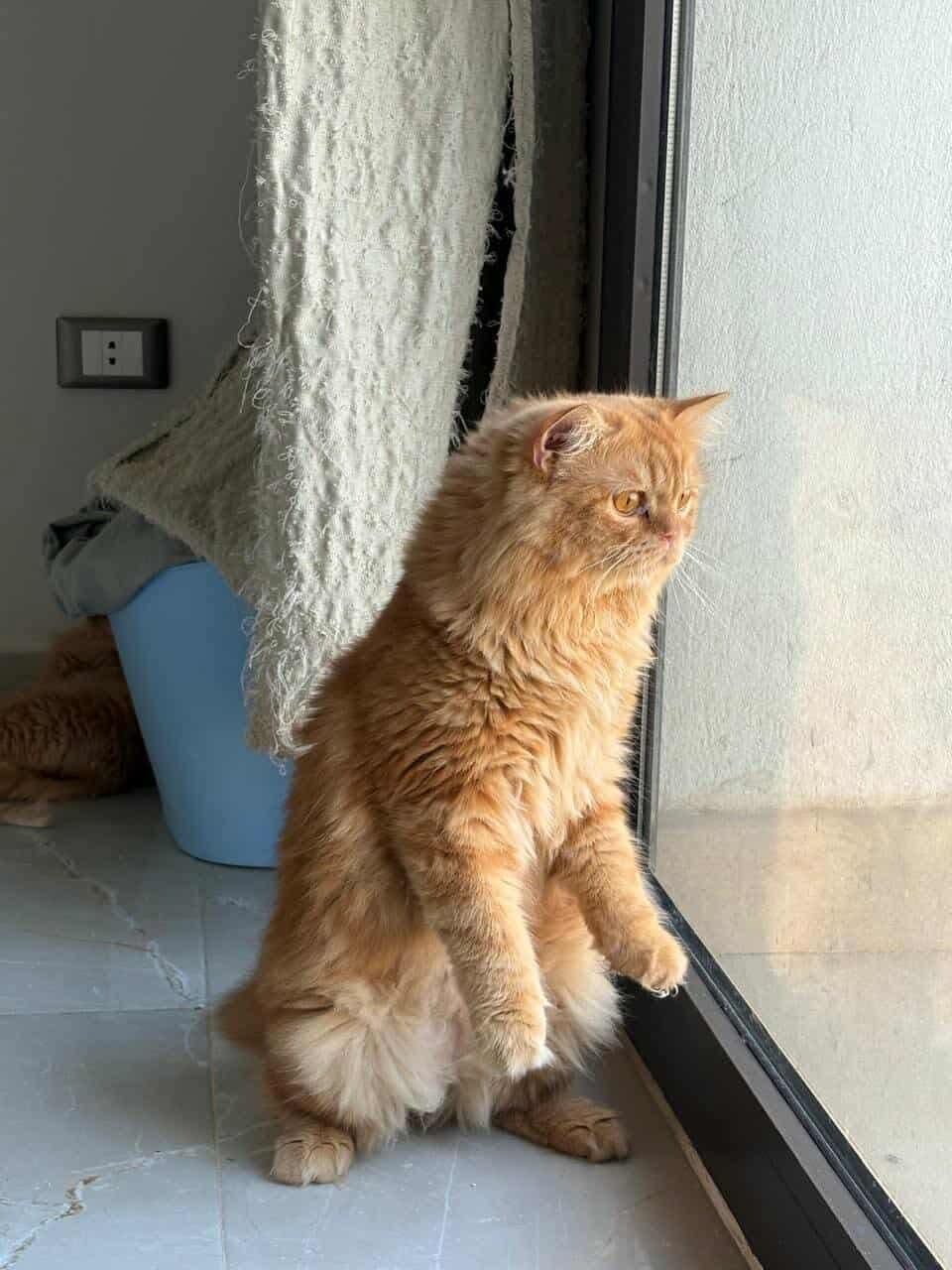 Frankie, an adoptable Persian in Newmarket, ON, L3X 2X5 | Photo Image 1