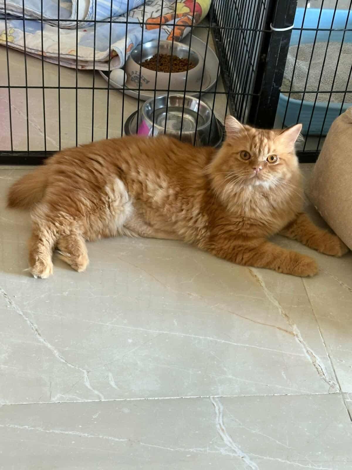 Frankie, an adoptable Persian in Newmarket, ON, L3X 2X5 | Photo Image 6