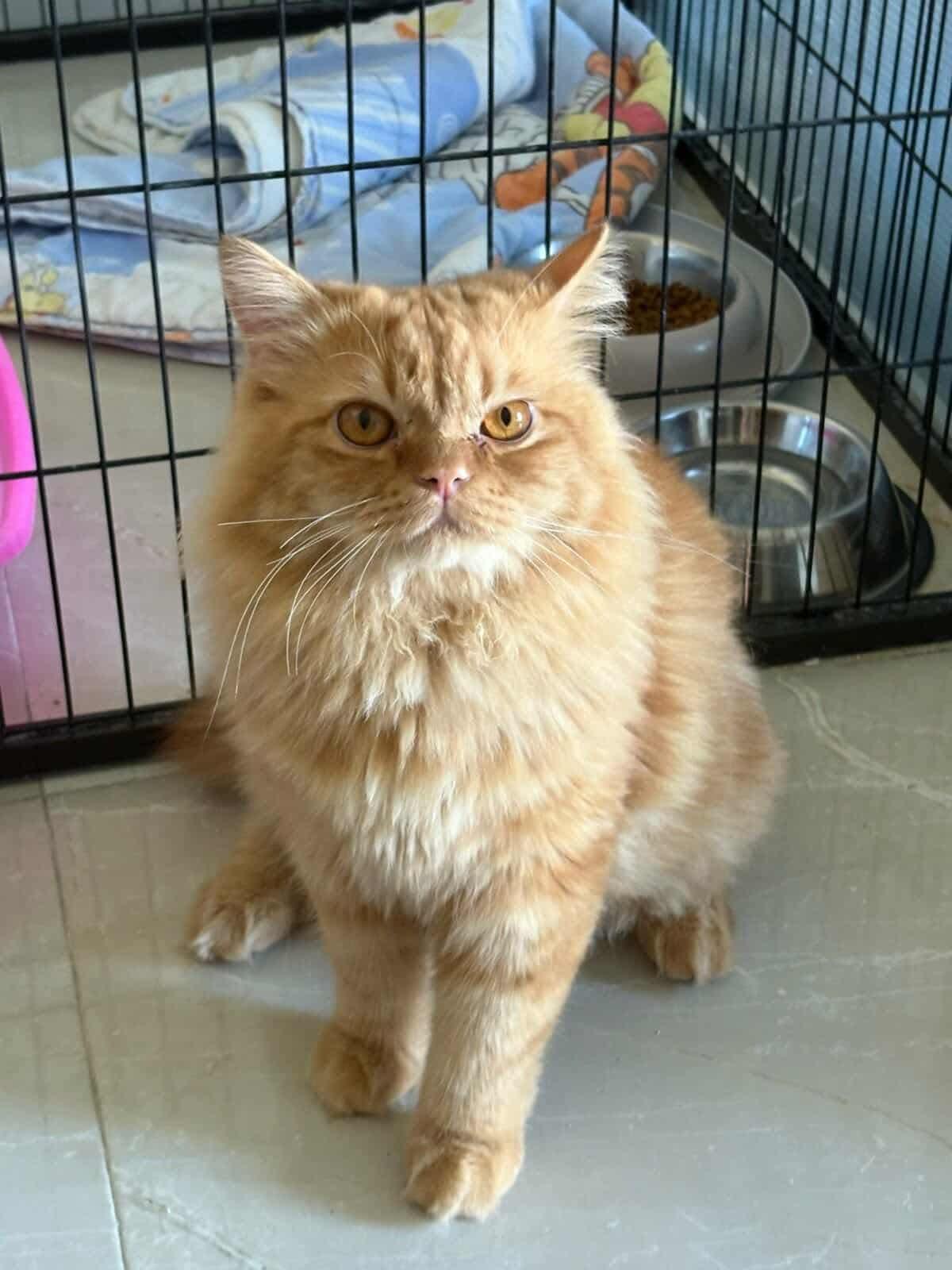 Frankie, an adoptable Persian in Newmarket, ON, L3X 2X5 | Photo Image 4