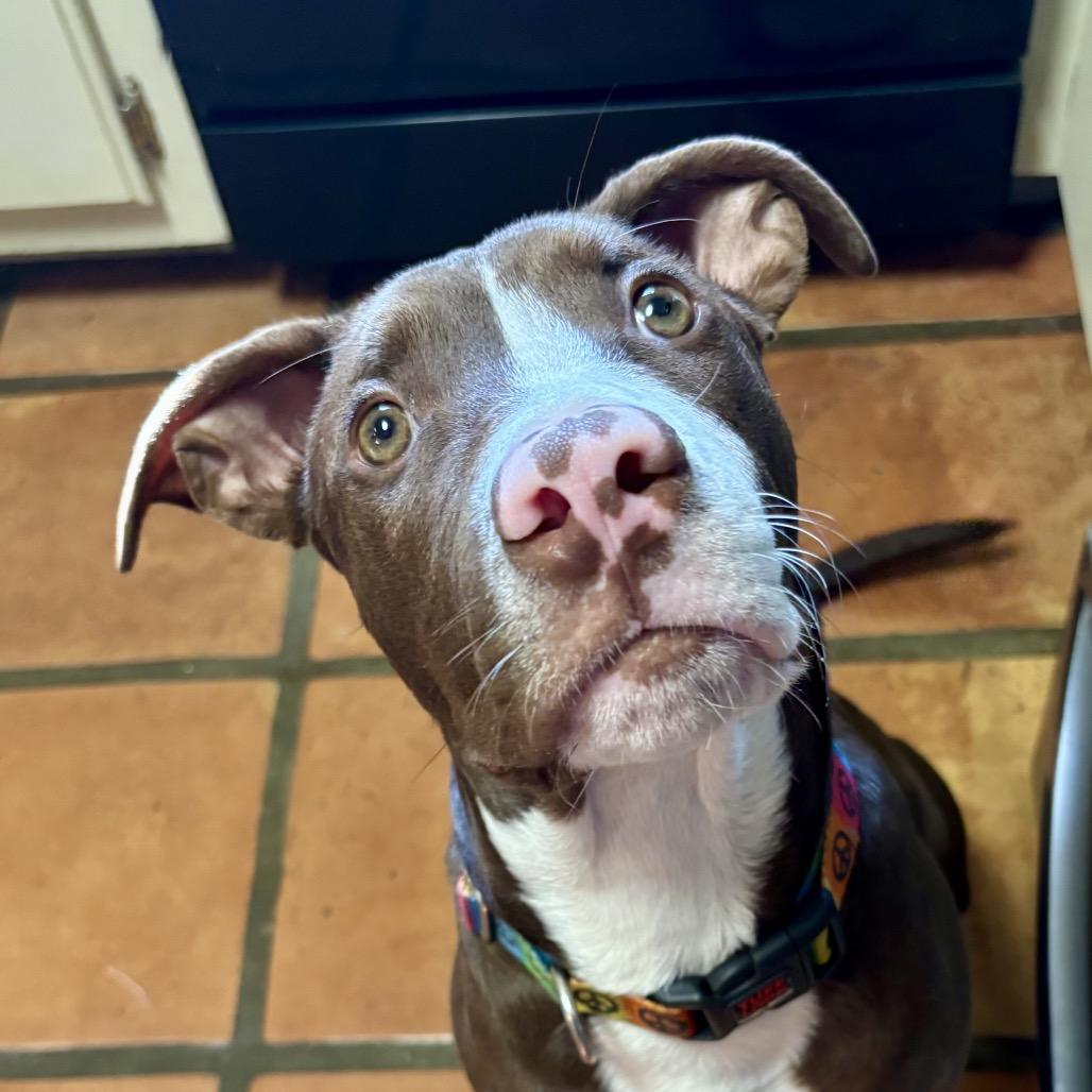 LUKE, a Adoptable mixed breed in Cordova, TN image 5/6