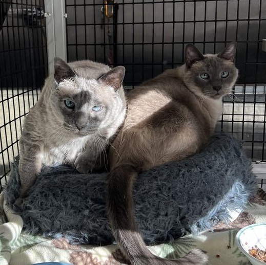 Enlarge Coco and Lily, an adoptable Siamese in Saranac Lake, NY image 3/3