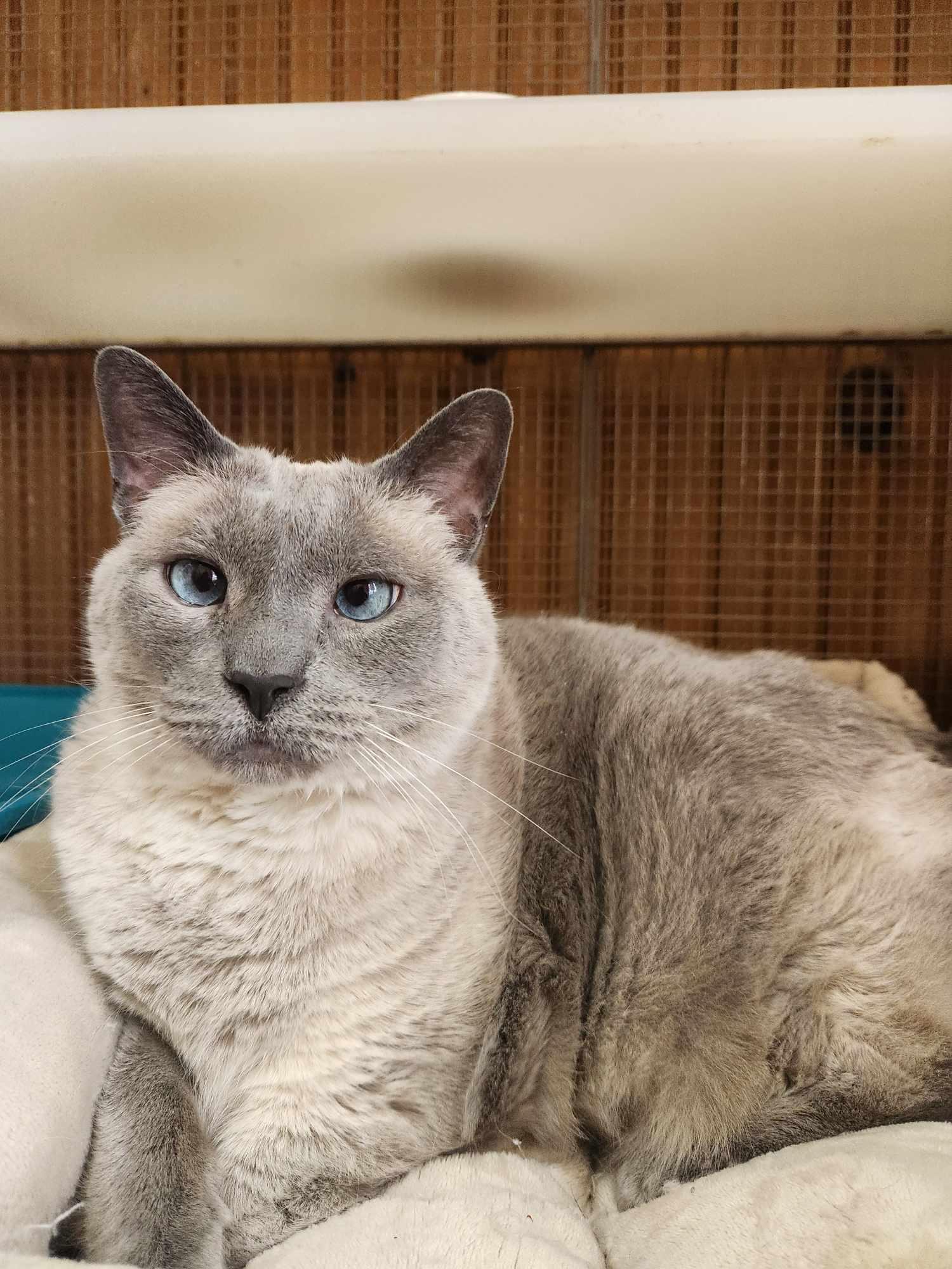 Enlarge Coco and Lily, an adoptable Siamese in Saranac Lake, NY image 2/3
