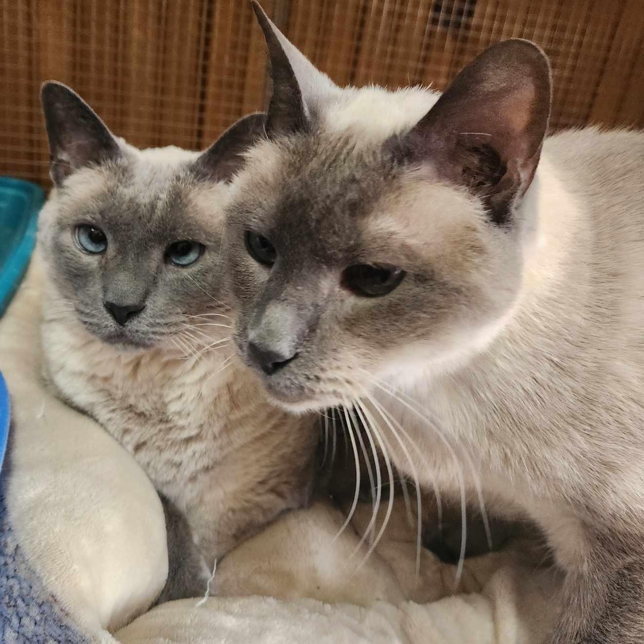 Coco and Lily, adoptable, Senior Female Siamese.