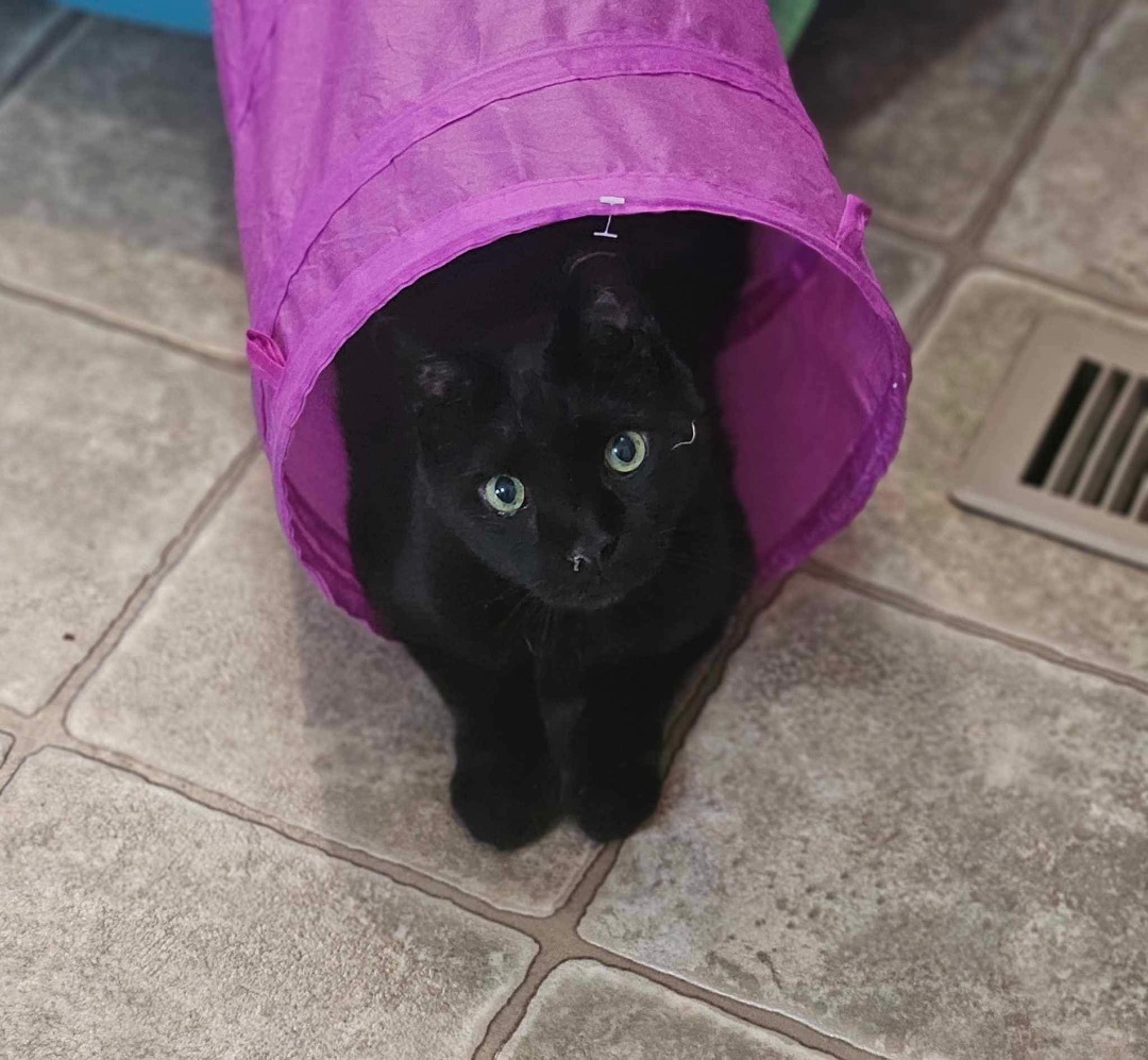 BooBoo, a Adoptable Domestic Short Hair in Bristol, TN image 2/4