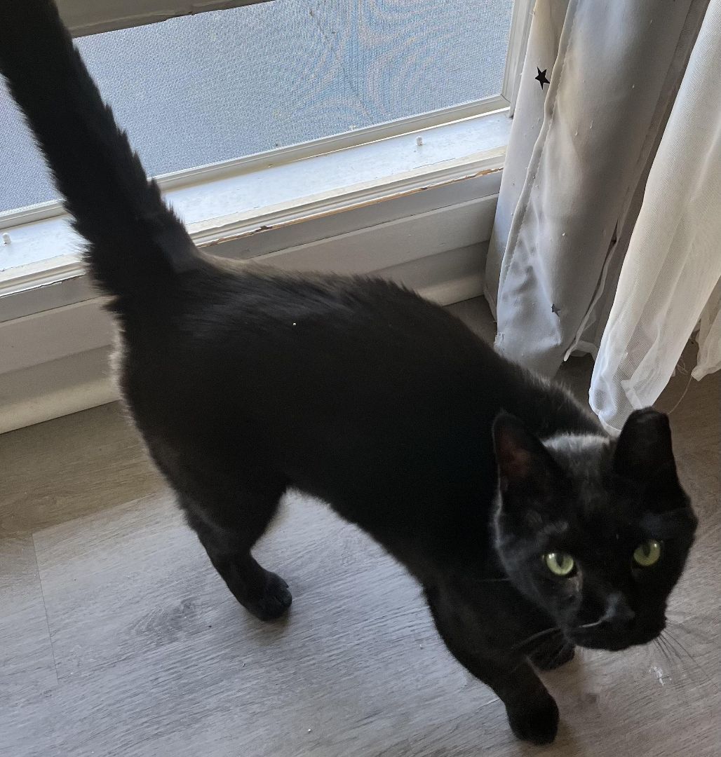 BooBoo, a Adoptable Domestic Short Hair in Bristol, TN image 3/4