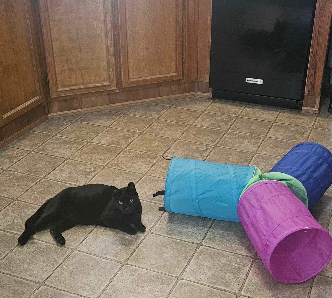 BooBoo, a Adoptable Domestic Short Hair in Bristol, TN image 4/4