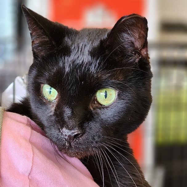 BooBoo, Adoptable, Adult Male Domestic Short Hair.