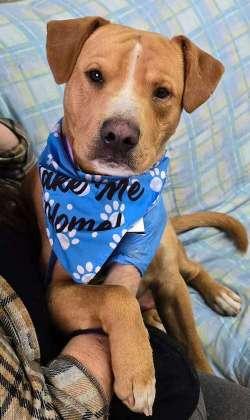 Joey, ADOPTABLE, Young Male Terrier.