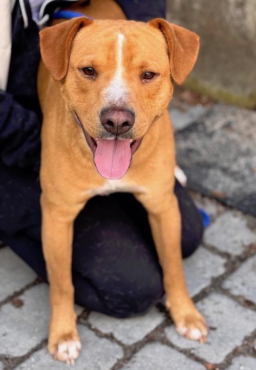Enlarge Joe Diffie, a ADOPTABLE mixed breed in Sudbury, MA image 3/4