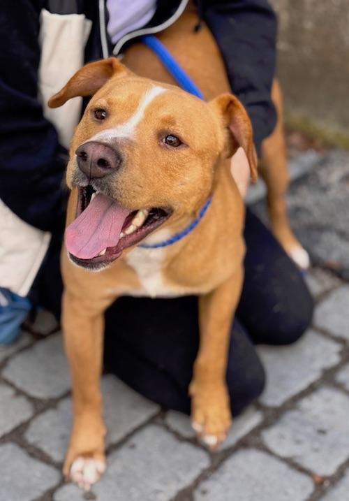 Joe Diffie, ADOPTABLE, Young Male Terrier & Pit Bull Terrier.