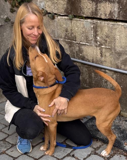 Enlarge Joe Diffie, a ADOPTABLE mixed breed in Sudbury, MA image 4/4