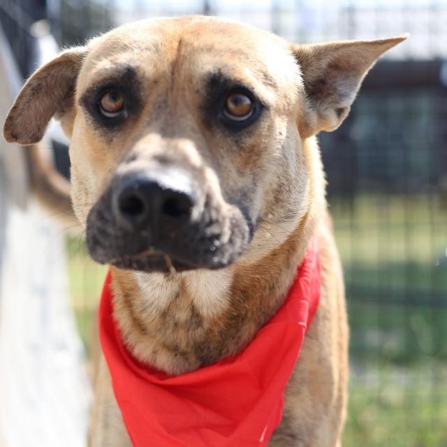 Tiger — thumbnail 2