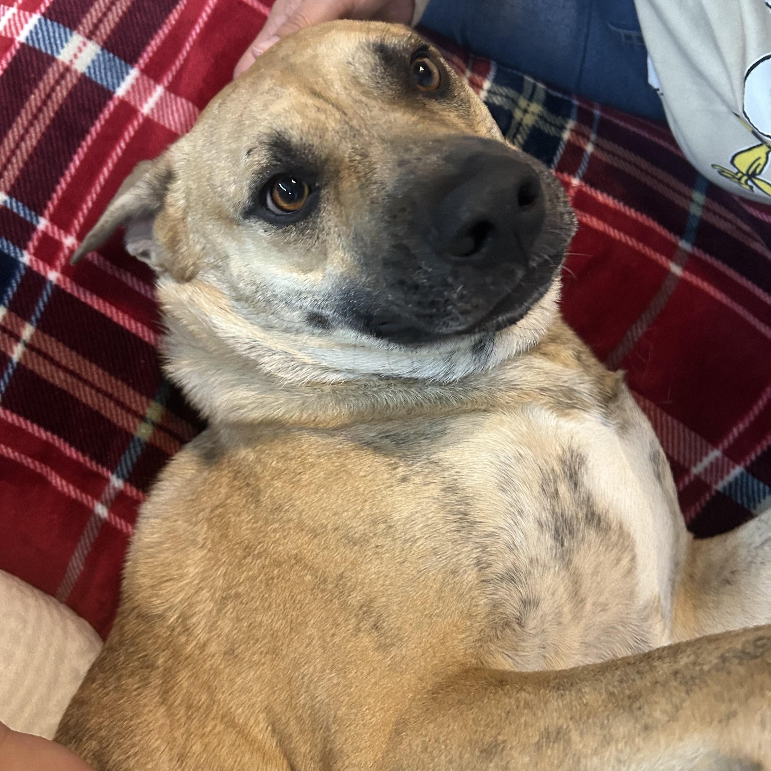 Tiger — thumbnail 3