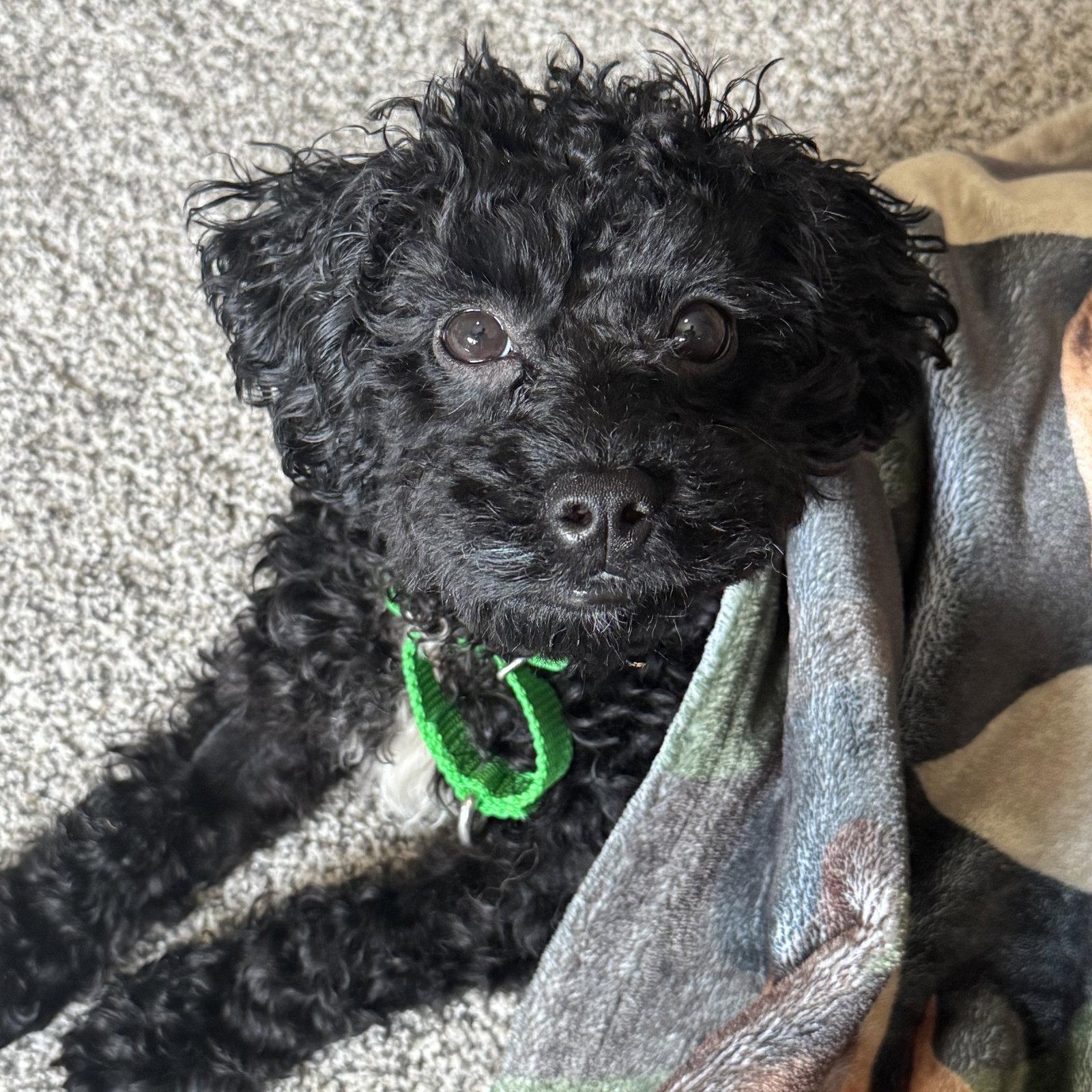 Enlarge Fredrick, a Adoptable Poodle in Fargo, ND image 1/3