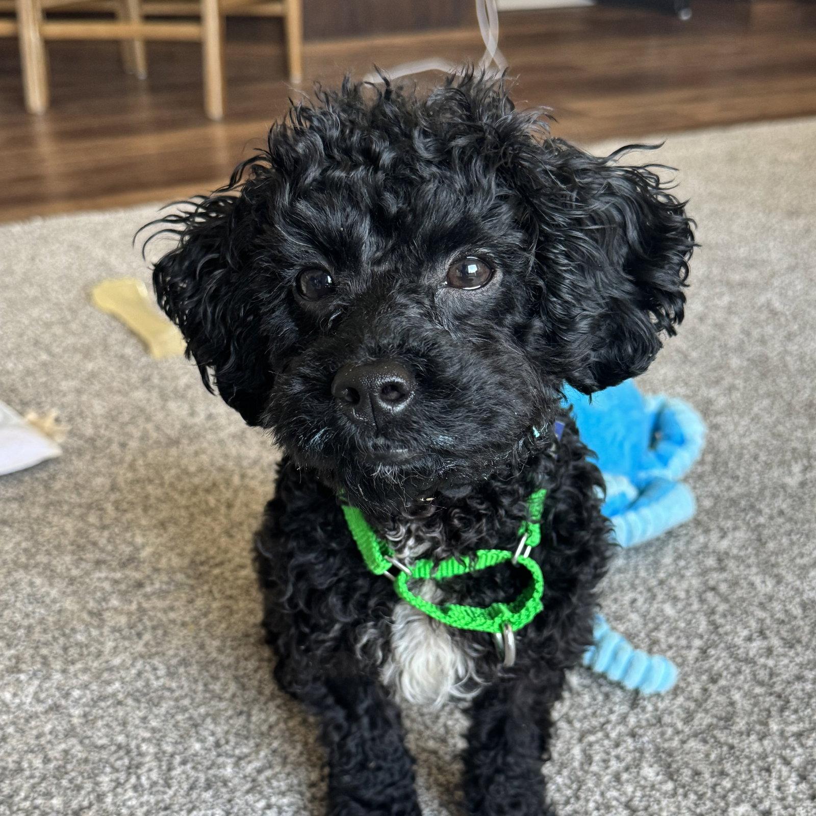 Enlarge Fredrick, a Adoptable Poodle in Fargo, ND image 2/3