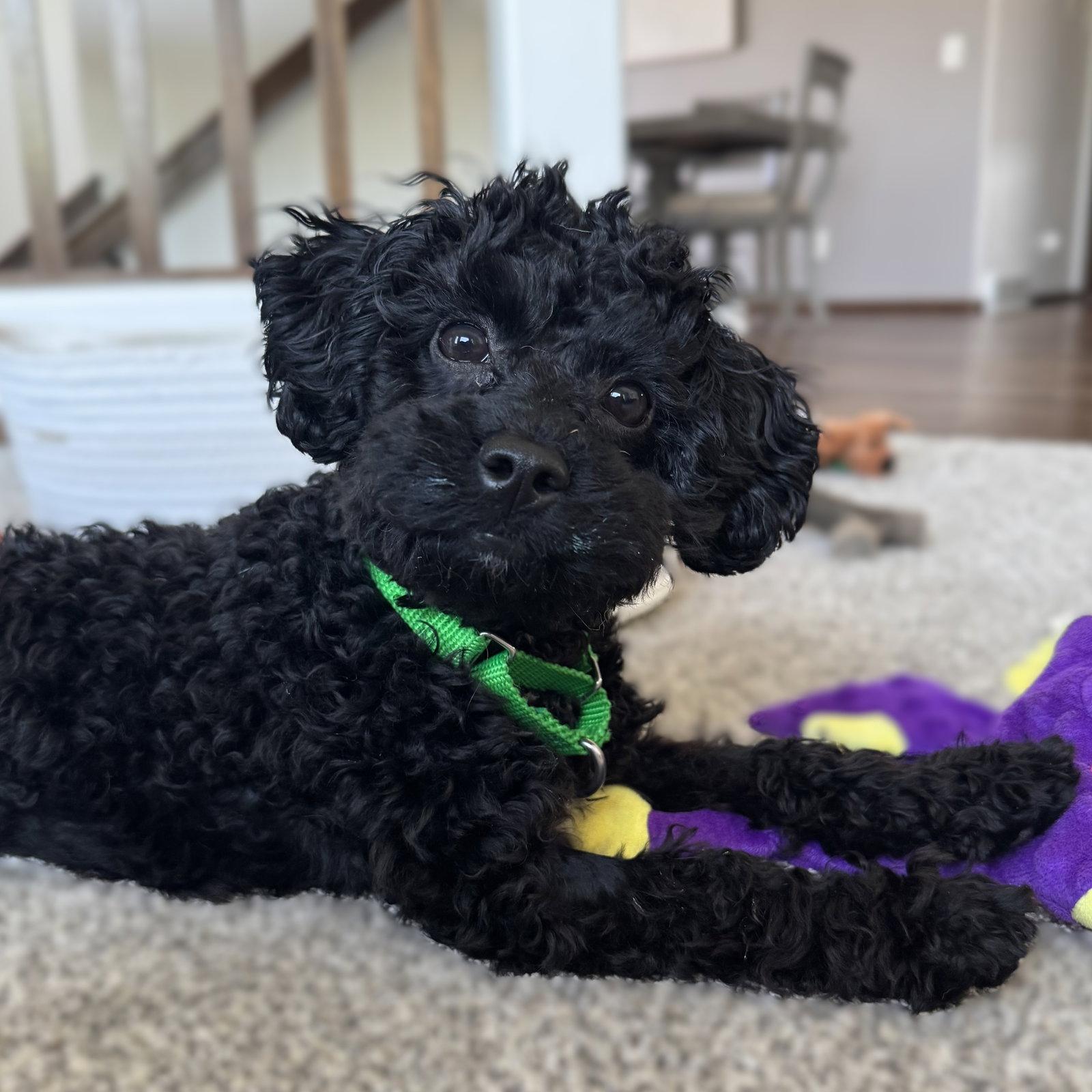 Enlarge Fredrick, a Adoptable Poodle in Fargo, ND image 3/3