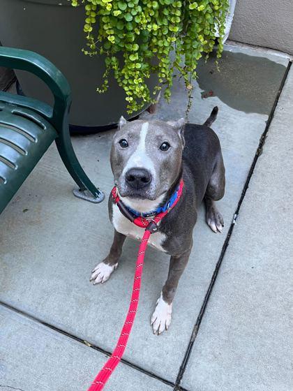 Loui, a Adoptable mixed breed in Chicago, IL image 1/3