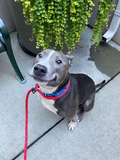 Loui, a Adoptable mixed breed in Chicago, IL image 2/3