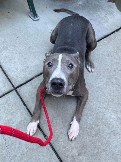 Loui, Adoptable, Adult Male Pit Bull Terrier & Mixed Breed.