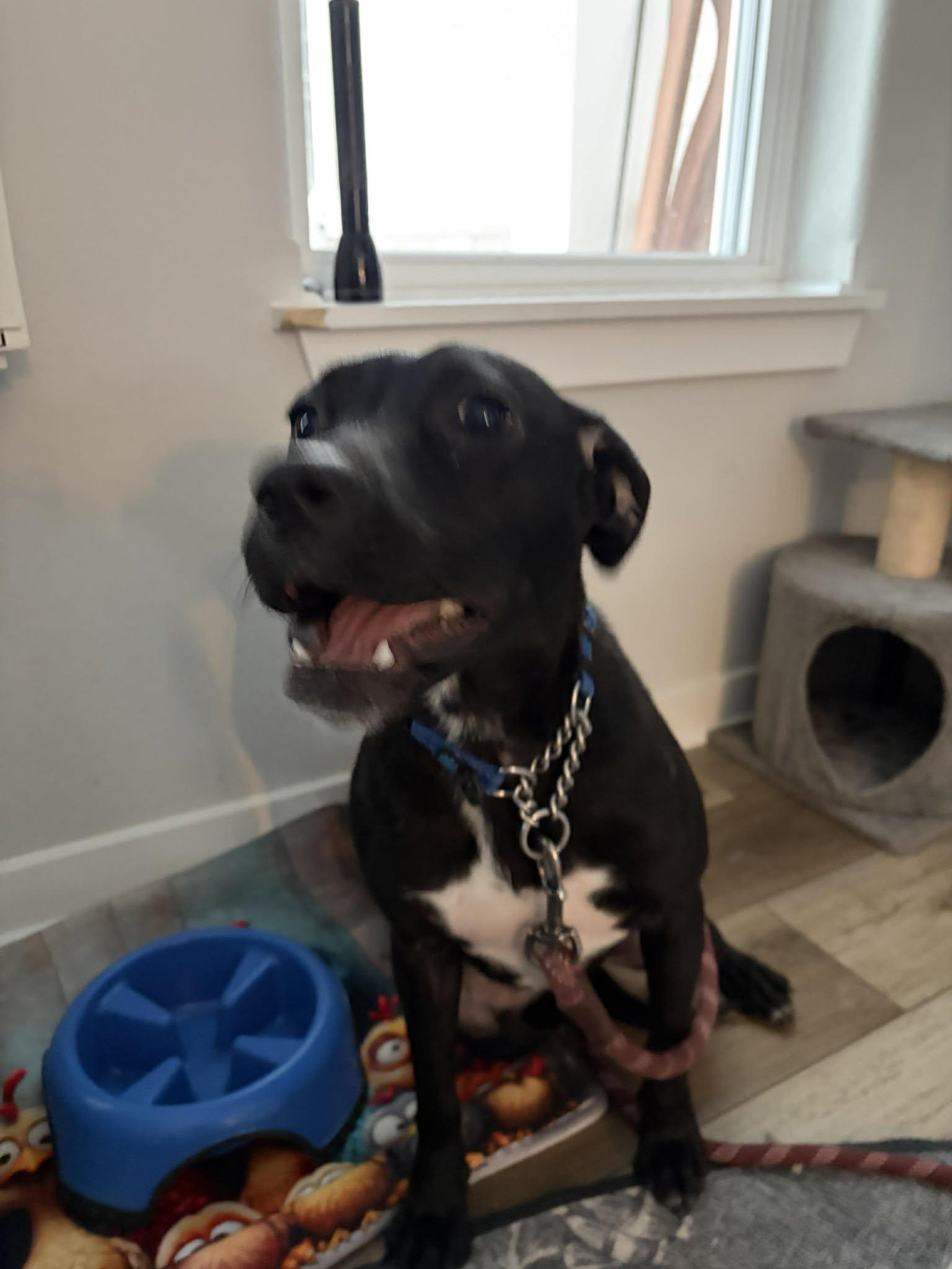 Enlarge Lucy, an adopted mixed breed in Sheboygan, WI image 2/5