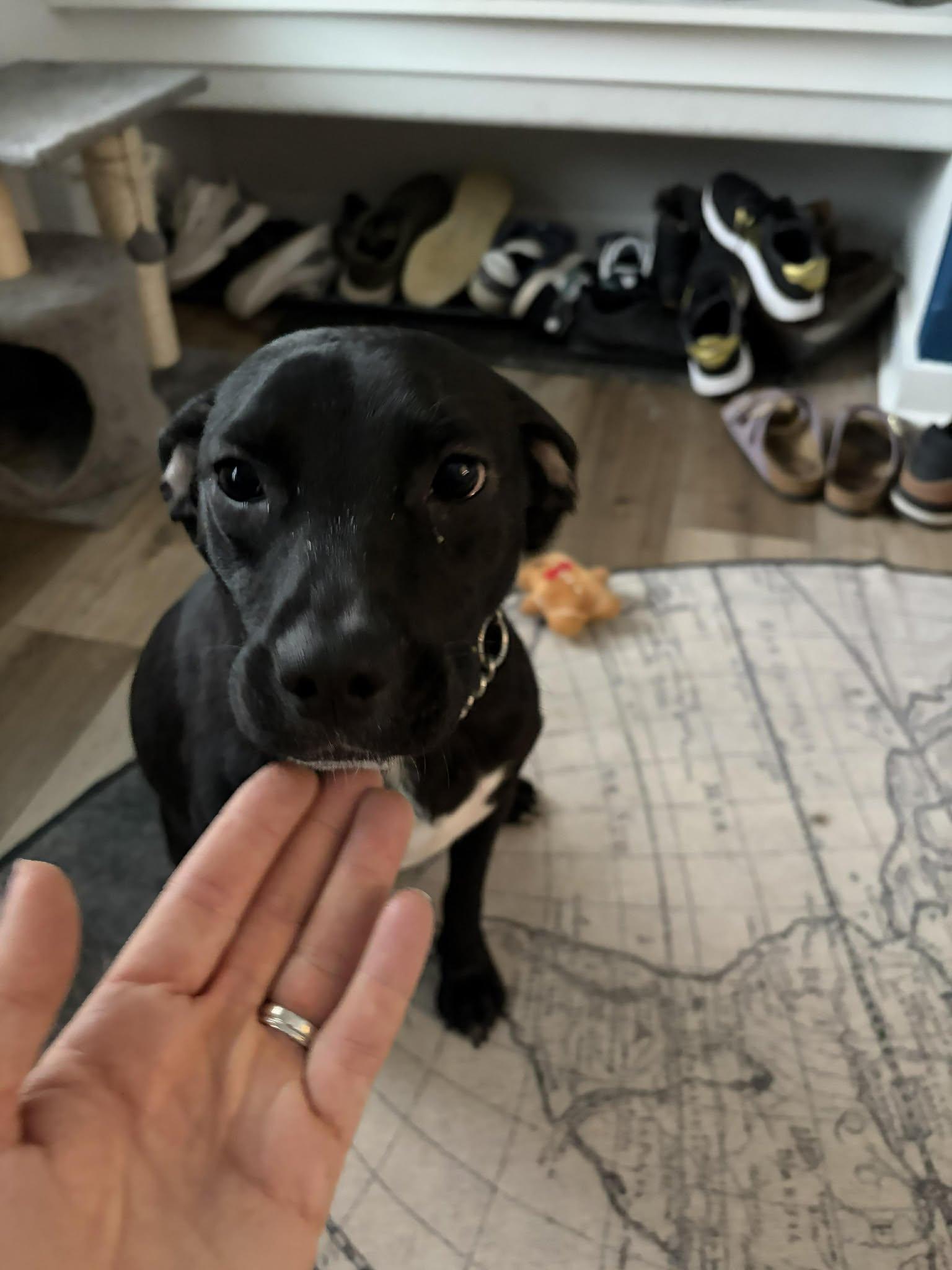 Enlarge Lucy, an adopted mixed breed in Sheboygan, WI image 1/5