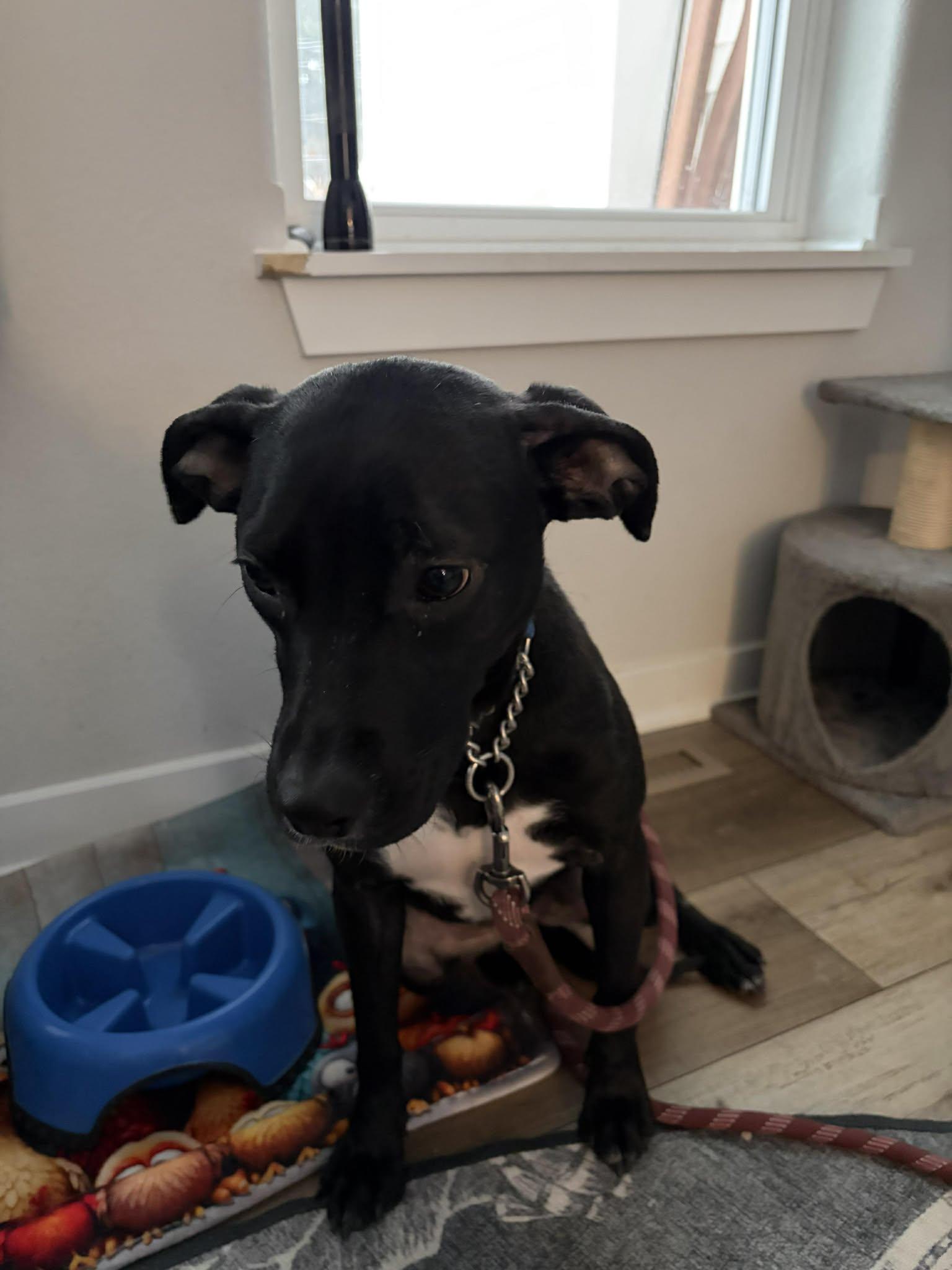 Enlarge Lucy, an adopted mixed breed in Sheboygan, WI image 4/5