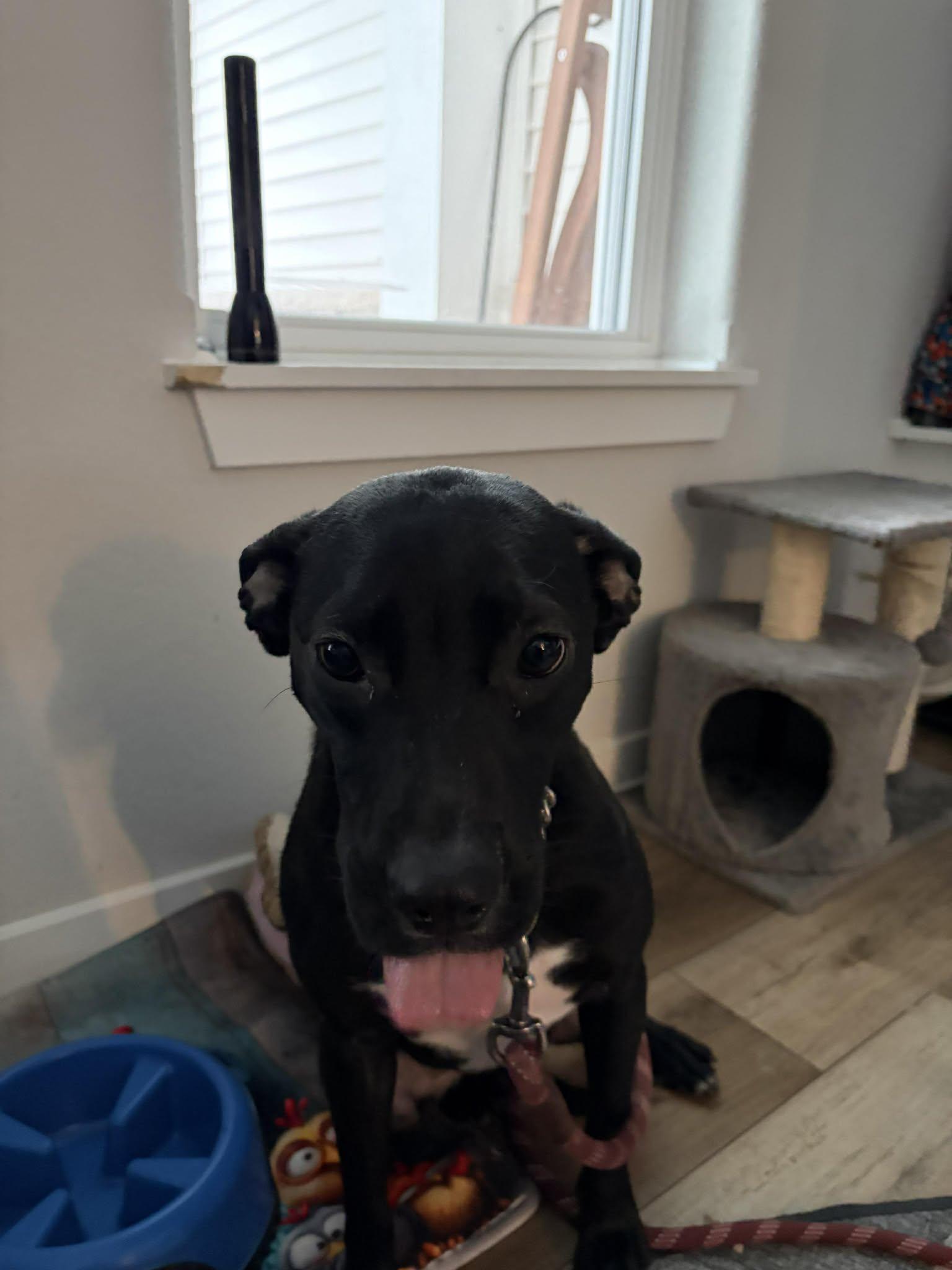 Enlarge Lucy, an adopted mixed breed in Sheboygan, WI image 3/5