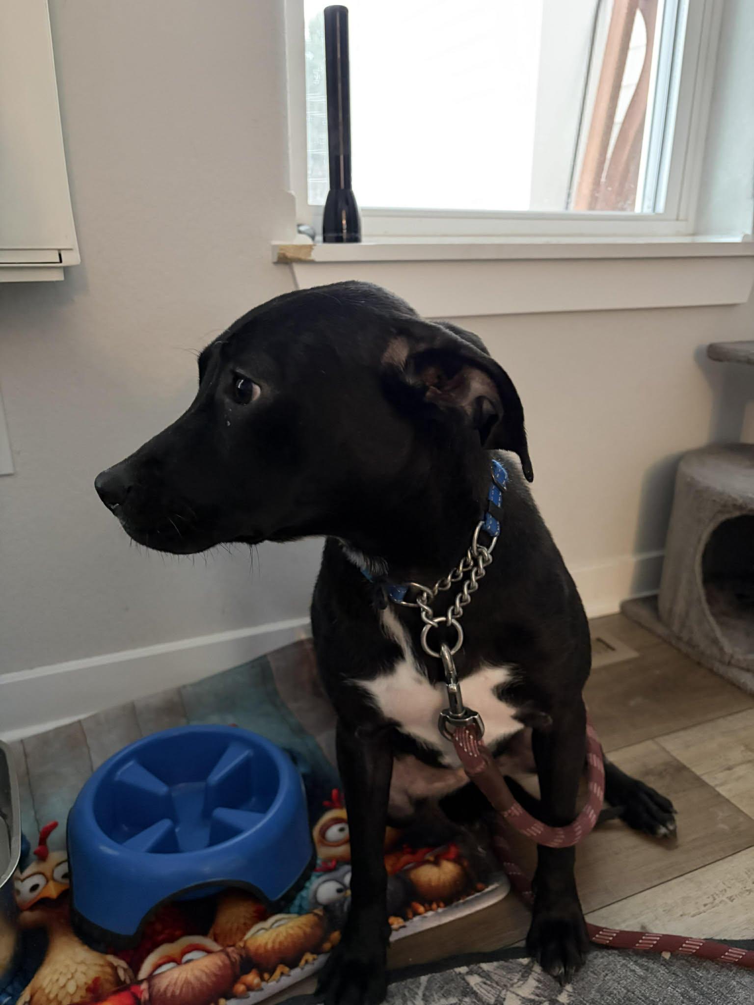 Enlarge Lucy, an adopted mixed breed in Sheboygan, WI image 5/5