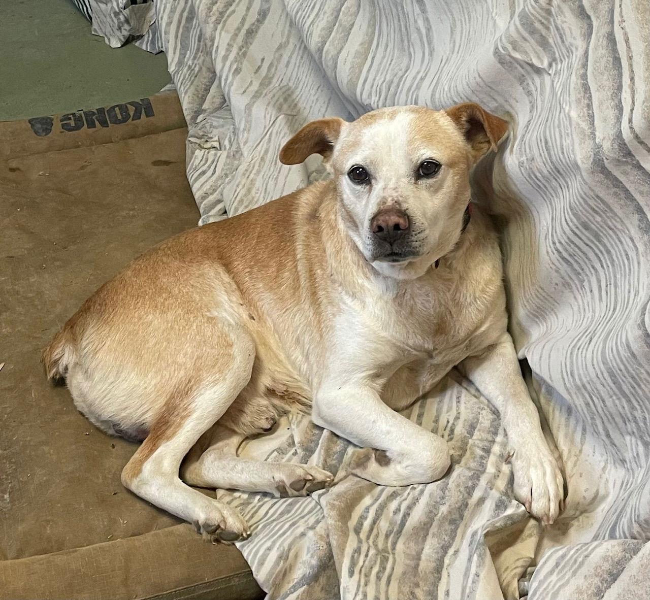 Scrappy, Adoptable, Adult Male Australian Cattle Dog / Blue Heeler.