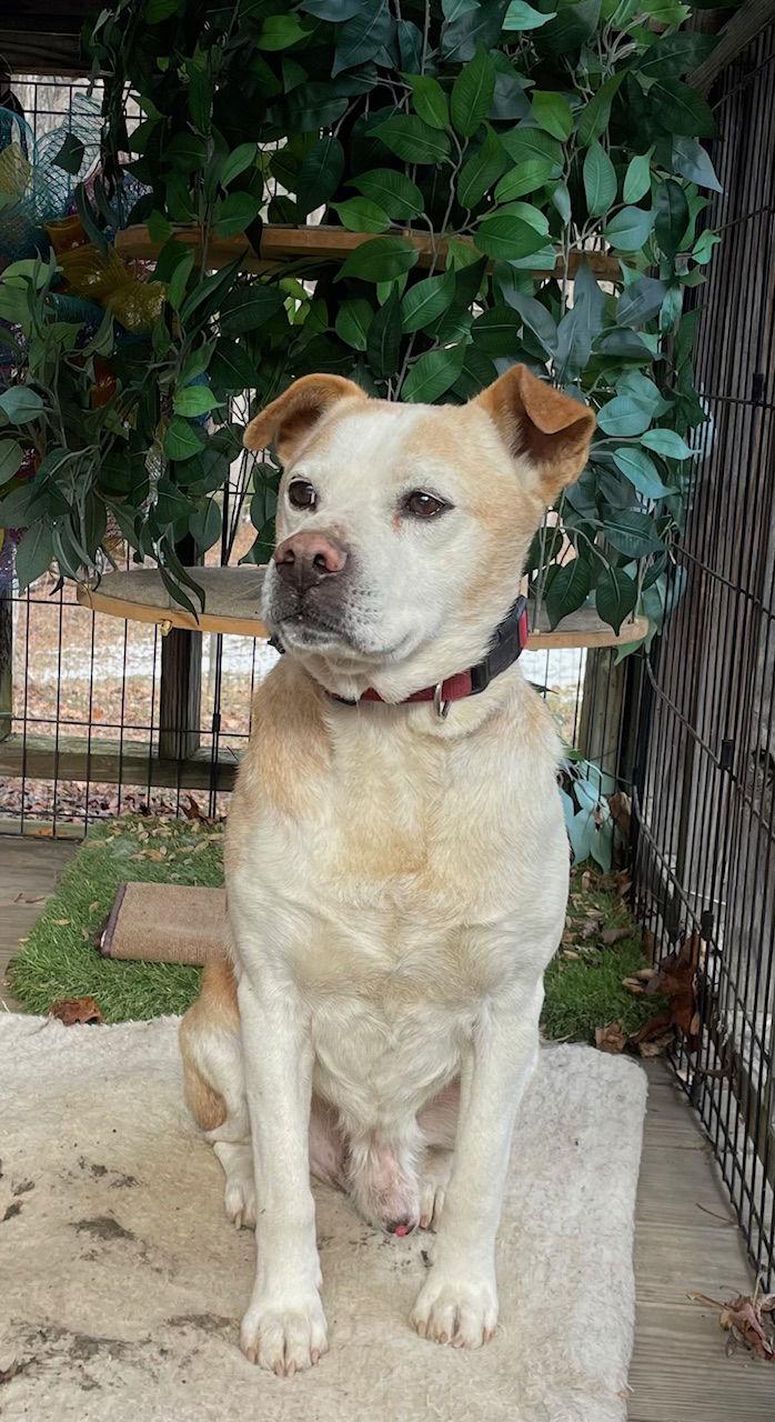 Enlarge Scrappy, a Adoptable Australian Cattle Dog / Blue Heeler in Union, WV image 2/3