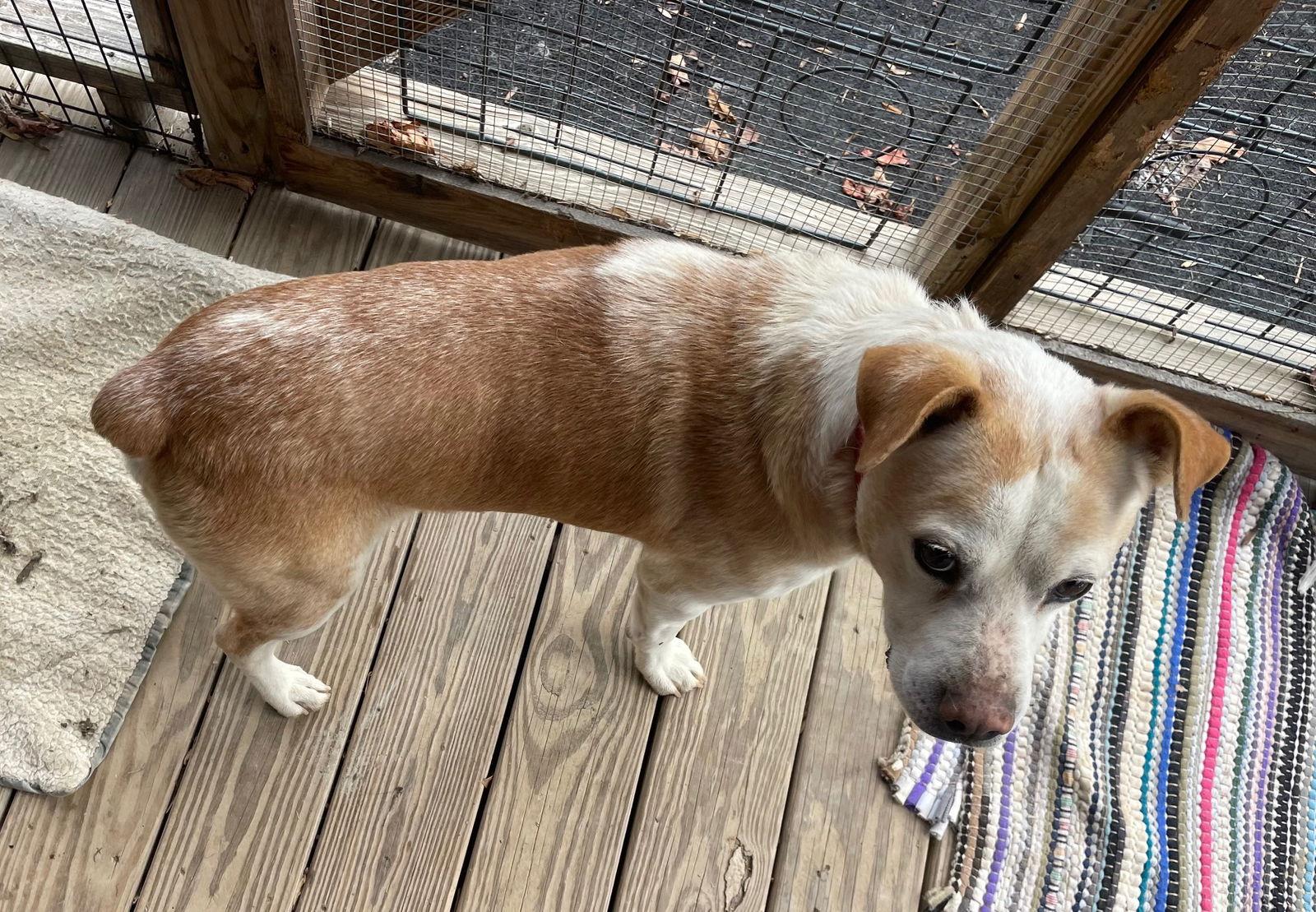 Enlarge Scrappy, a Adoptable Australian Cattle Dog / Blue Heeler in Union, WV image 3/3
