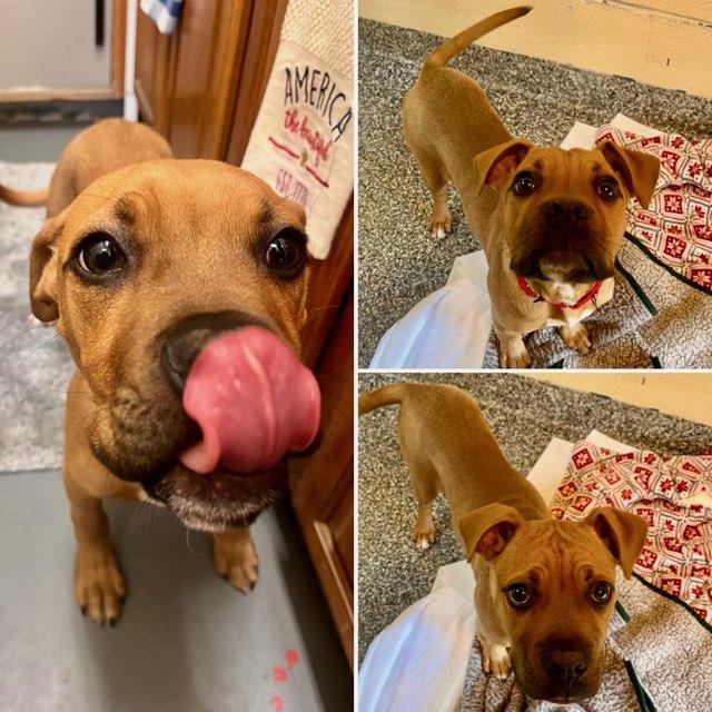 TUCKER, Adoptable, Puppy Male Boxer & Mixed Breed.