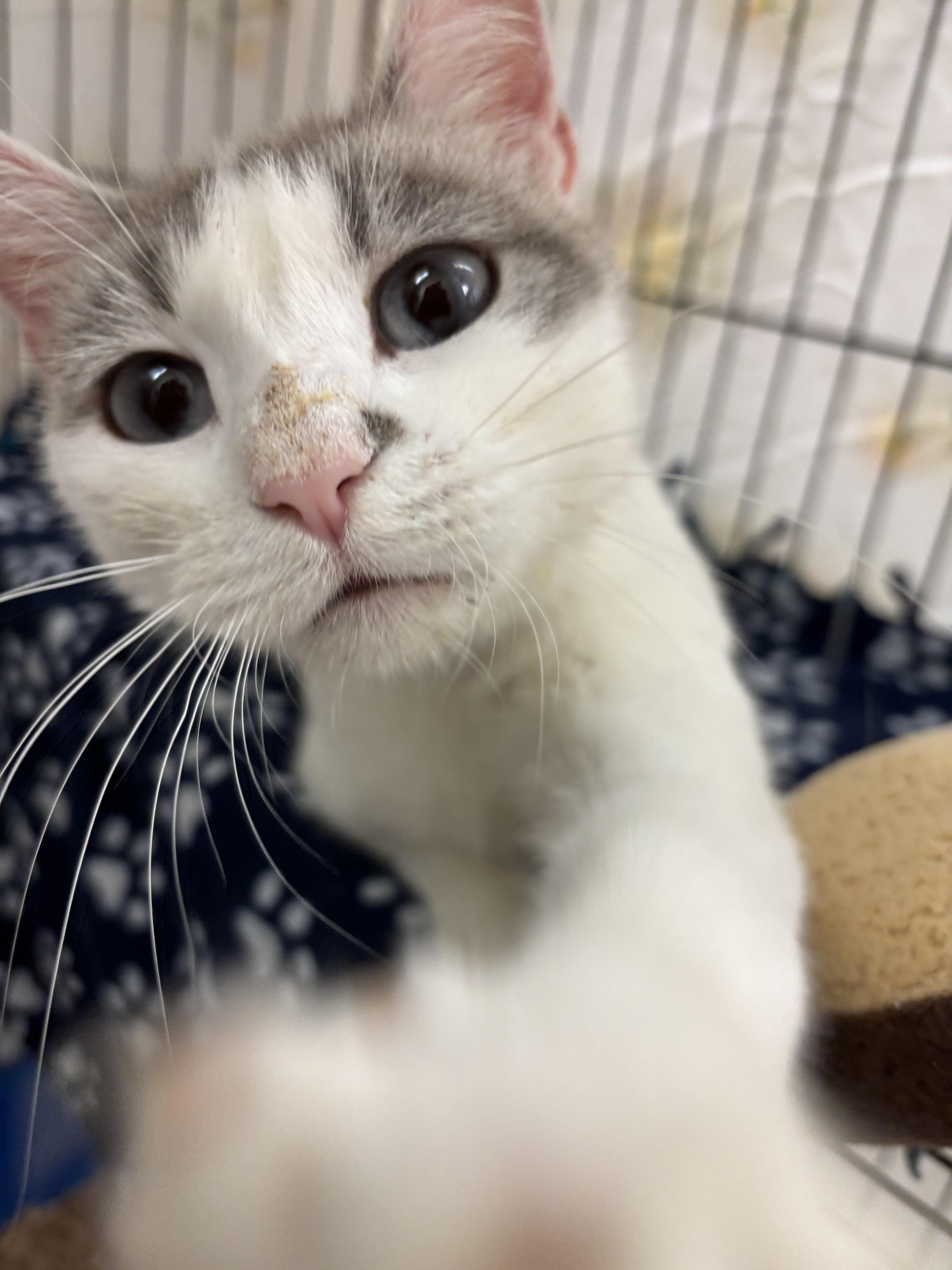 Sabrina, Adoptable, Adult Female Domestic Short Hair.