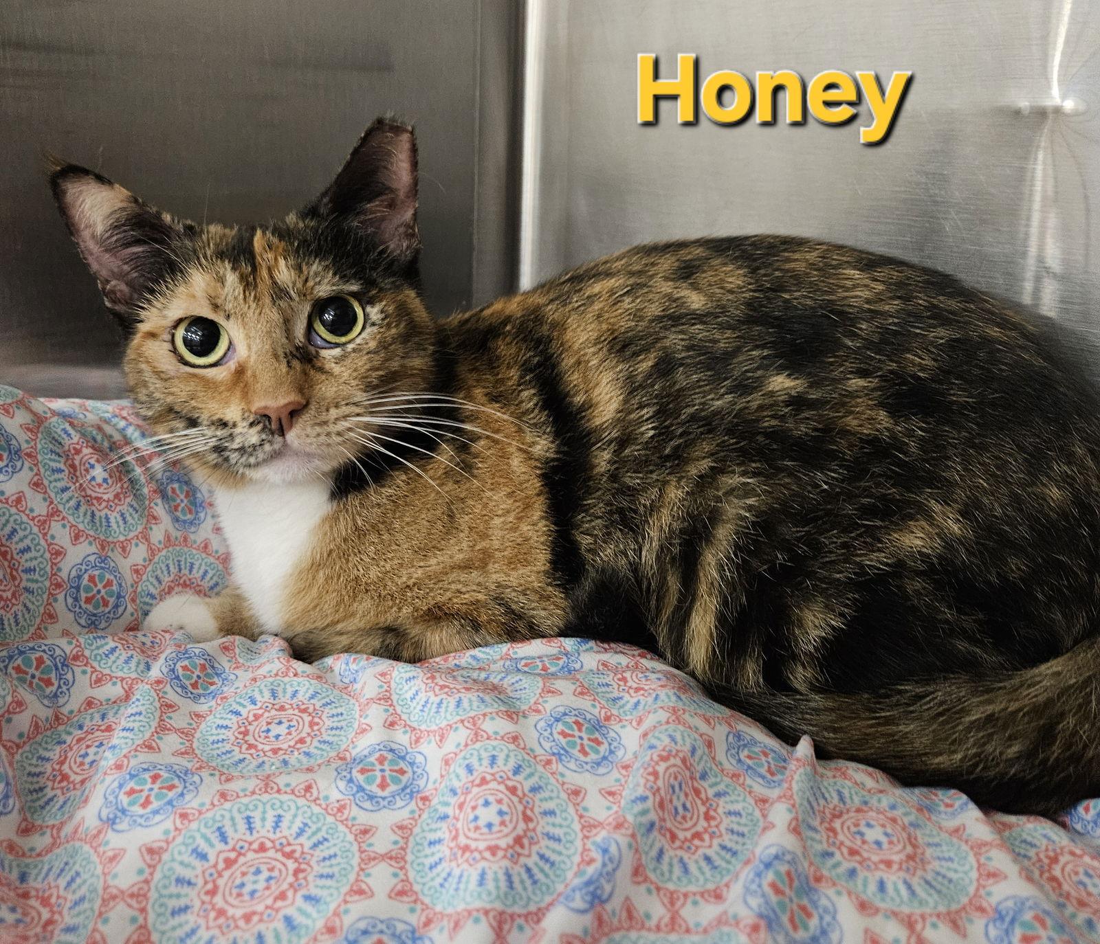 Honey, Adoptable, Young Female Calico.