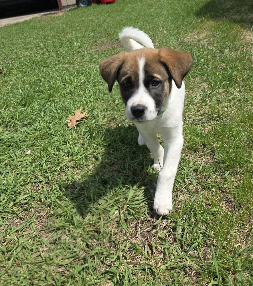 Enlarge Joey, a Adoptable mixed breed in Rockland, WI image 1/6