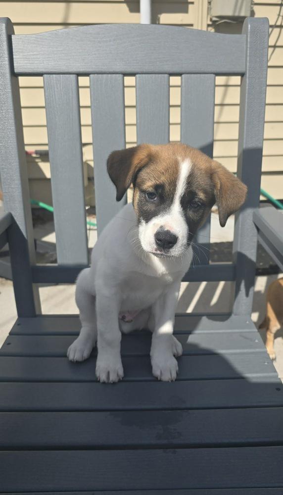 Enlarge Joey, a Adoptable mixed breed in Rockland, WI image 2/6