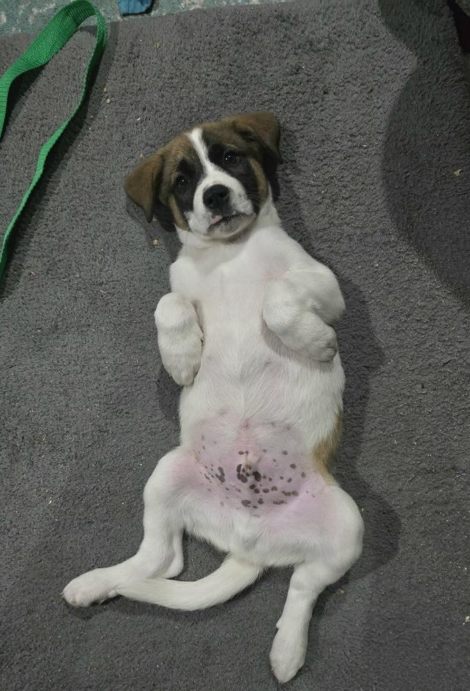 Enlarge Joey, a Adoptable mixed breed in Rockland, WI image 3/6