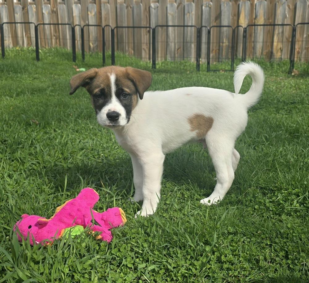Enlarge Joey, a Adoptable mixed breed in Rockland, WI image 4/6