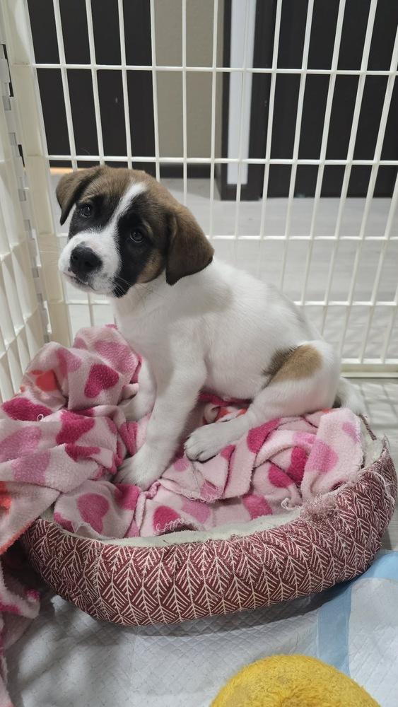Enlarge Joey, a Adoptable mixed breed in Rockland, WI image 6/6