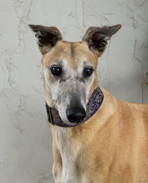 Khaleesi, Adoptable, Adult Female Greyhound.