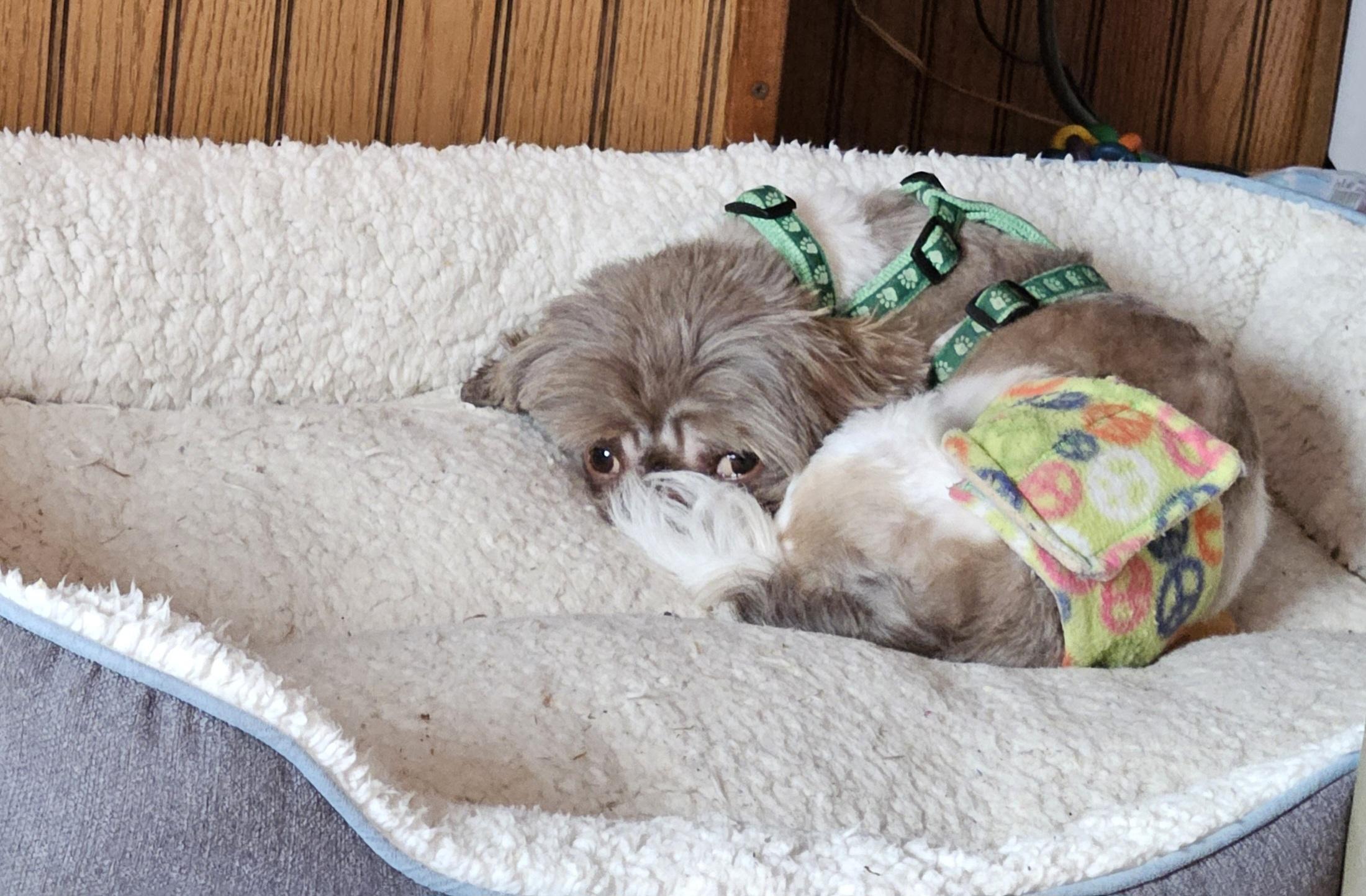 Xango, a ADOPTABLE Shih Tzu in Schofield, WI image 3/3