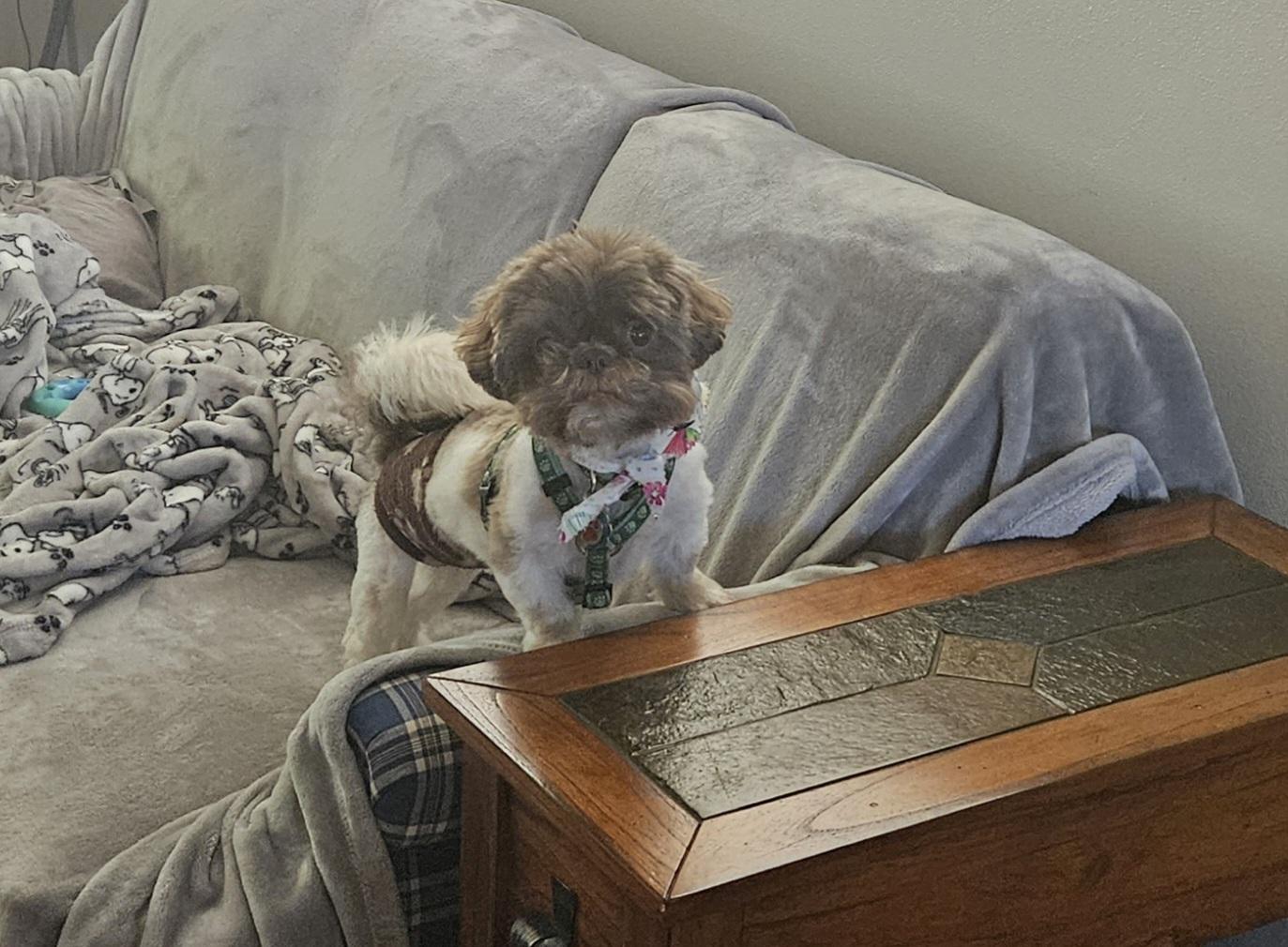 Xango, a ADOPTABLE Shih Tzu in Schofield, WI image 1/3