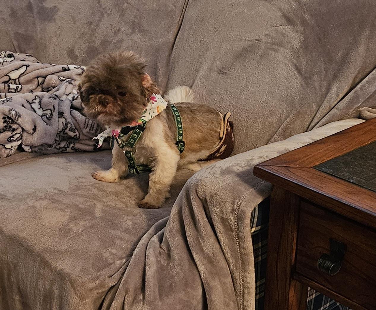 Xango, a ADOPTABLE Shih Tzu in Schofield, WI image 2/3