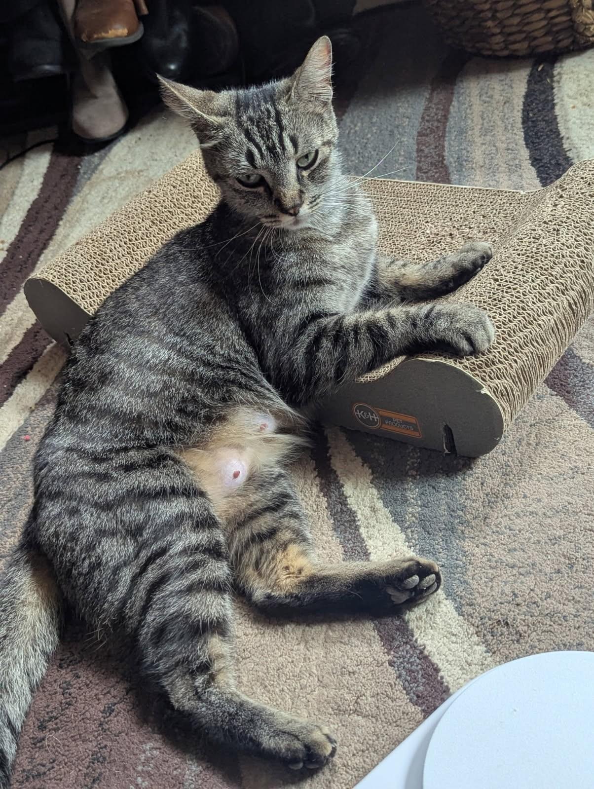 Deja, ADOPTABLE, Adult Female Tabby.