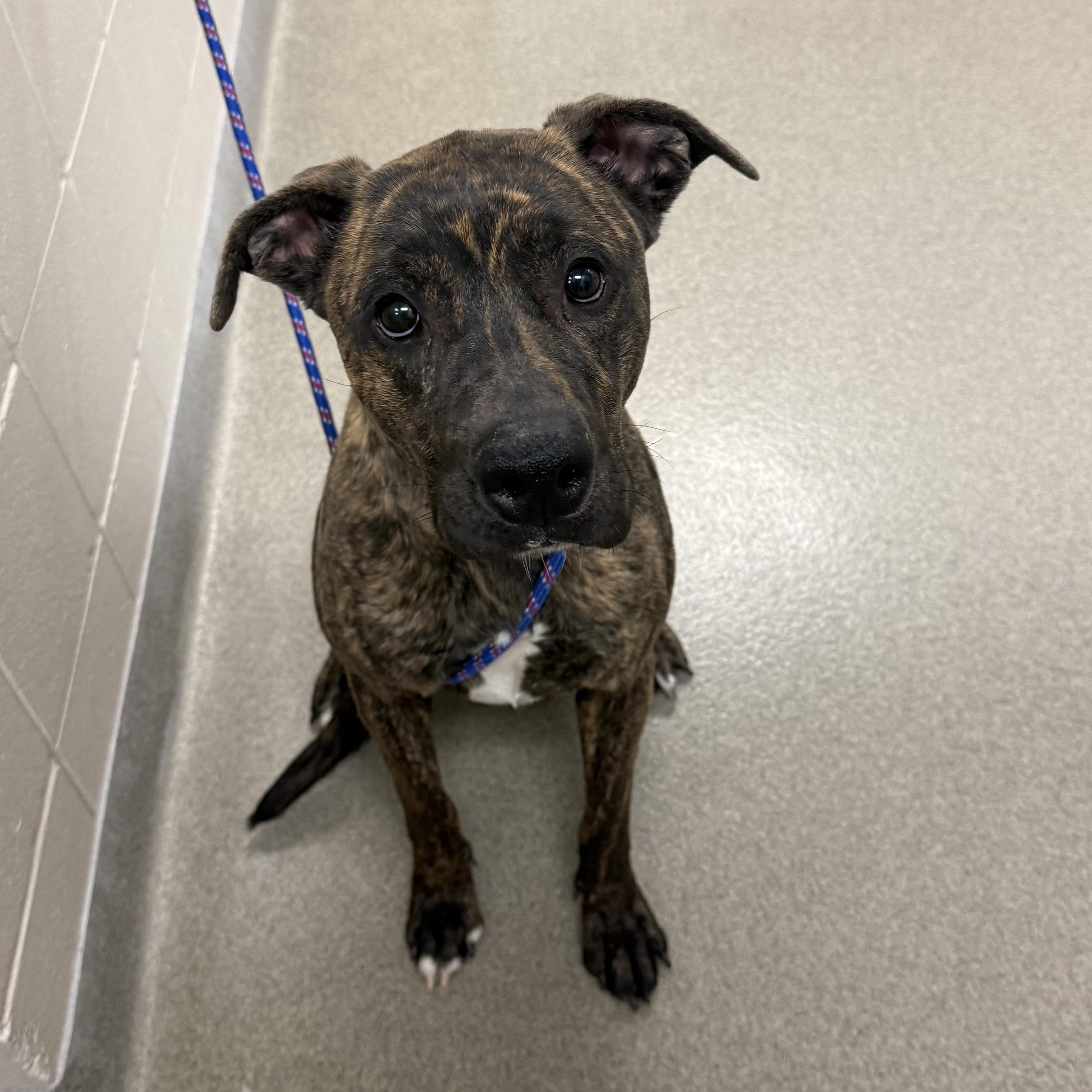 Izzy, ADOPTABLE, Adult Female Boxer.