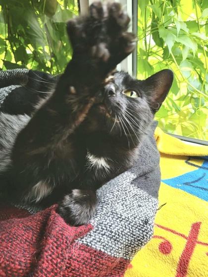 Shadow, a ADOPTABLE Domestic Short Hair in Cranbrook, BC image 3/3