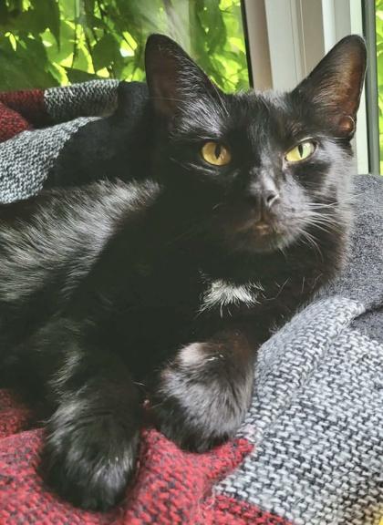 Shadow, a ADOPTABLE Domestic Short Hair in Cranbrook, BC image 1/3