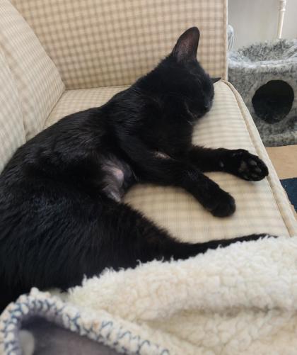 Shadow, a ADOPTABLE Domestic Short Hair in Cranbrook, BC image 2/3