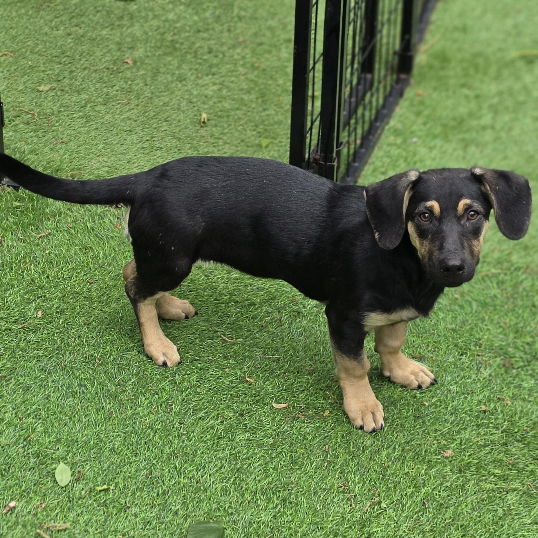 Agnes, adopted, Puppy Female Dachshund & Mixed Breed.
